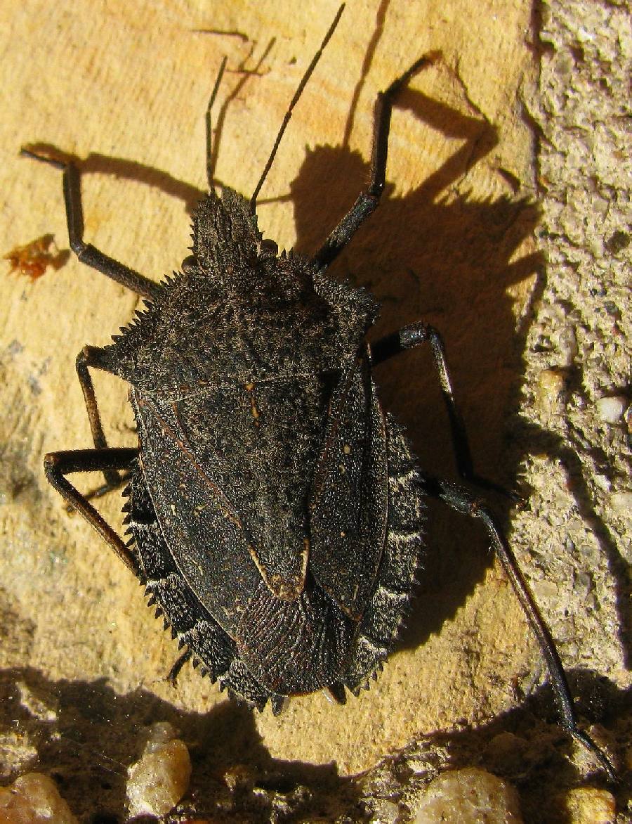 Pentatomidae: Mustha spinosula from SW Turkey